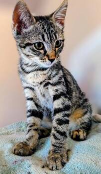 Tessi -  Domestic Short Hair Cat for Adoption in Riverside, California - Tessi | PetCurious