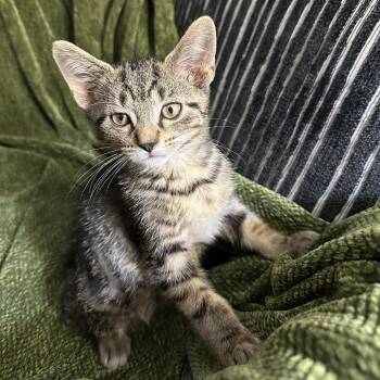 Teak -  Domestic Short Hair Cat for Adoption in La Grange, Kentucky - Teak | PetCurious