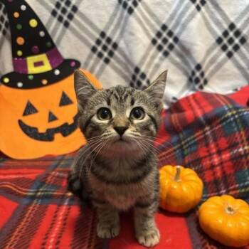 Hostess -  Domestic Short Hair Cat for Adoption in Pasadena, California - Hostess | PetCurious