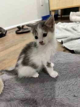 VAPOREON -  Domestic Short Hair Cat for Adoption in Derwood, Maryland - VAPOREON | PetCurious
