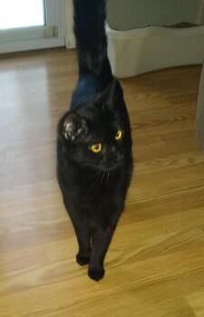 Domestic Short Hair Cats Available for Adoption - Pantera | PetCurious