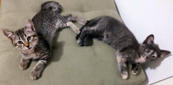 Tigris and Euphrates -  Domestic Short Hair Cat for Adoption in Middle Township, New Jersey - Tigris And Euphrates | PetCurious
