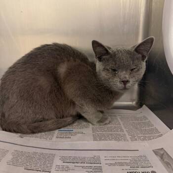 Domestic Short Hair Cats Available for Adoption - Spruce | PetCurious