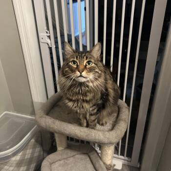 Milo & Melly -  Domestic Long Hair Cat for Adoption in Mayfield, New York - Milo & Melly | PetCurious