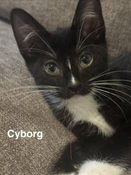 Cyborg -  Domestic Short Hair Cat for Adoption in Chamblee, Georgia - Cyborg | PetCurious
