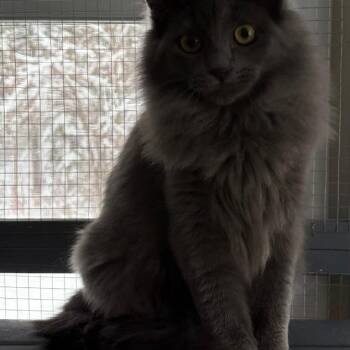 Nebelung Cats Available for Adoption - Grinch | PetCurious