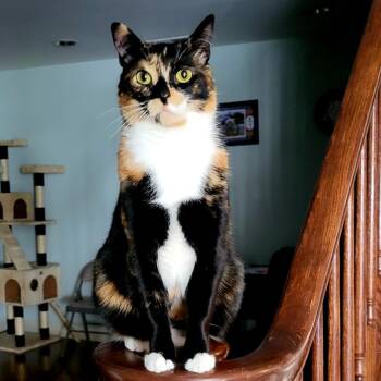 Winnie -  Domestic Short Hair Cat for Adoption in Walden, New York - Winnie | PetCurious