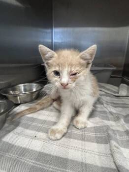 Jerry -  Domestic Short Hair Cat for Adoption in Lafayette, Indiana - Jerry | PetCurious