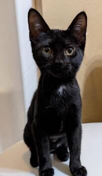 Chai -  Domestic Short Hair Cat for Adoption in Westfield, Wisconsin - Chai | PetCurious