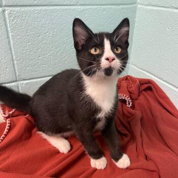 Water -  Domestic Short Hair Cat for Adoption in New York, New York - Water | PetCurious