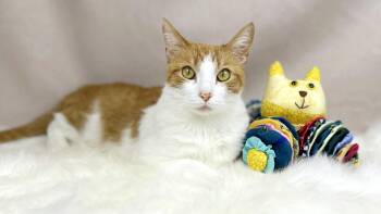 Domestic Short Hair Cats Available for Adoption in Kerrville, Texas - Cooper | PetCurious