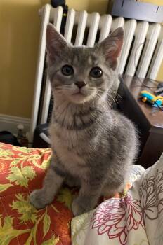 Domestic Short Hair Cats Available for Adoption in Minneapolis, Minnesota - Rhoda | PetCurious