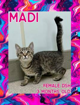 Rescue Domestic Short Hair Cats for Adoption in Danville, Indiana - Madi | PetCurious