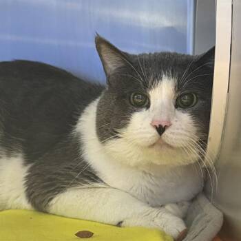 Domestic Short Hair Cats Available for Adoption in Las Vegas, Nevada - JON SNOW | PetCurious