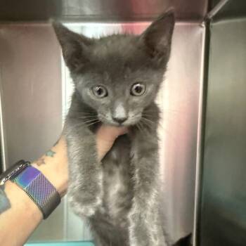 Rescue Domestic Short Hair Cats for Adoption in Jupiter, Florida - Flash | PetCurious