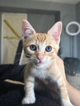 Domestic Short Hair Cats Available for Adoption - Georgie | PetCurious