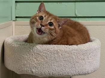 Domestic Short Hair Cats Available for Adoption in Rutherfordton, North Carolina - Madea | PetCurious
