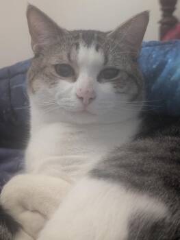 Domestic Short Hair Cats Available for Adoption - Andris | PetCurious