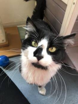 Po -  Domestic Medium Hair Cat for Adoption in Steamboat Springs, Colorado - Po | PetCurious