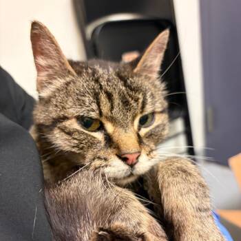 Suzette -  Domestic Short Hair Cat for Adoption in Charlottesville, Virginia - Suzette | PetCurious