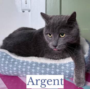 Domestic Short Hair and Russian Blue Cats Available for Adoption - Argent | PetCurious
