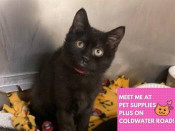 Rescue Domestic Short Hair Cats for Adoption in Fort Wayne, Indiana - HALLIE | PetCurious