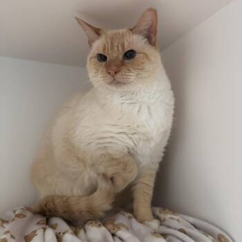 Domestic Short Hair Cats Available for Adoption in Greensboro, North Carolina - Leroy | PetCurious