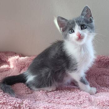 Aurora (Formerly Radley) -  Domestic Short Hair Cat for Adoption in Webster, Texas - Aurora (Formerly Radley) | PetCurious