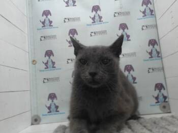 ASH -  Domestic Short Hair Cat for Adoption in Orlando, Florida - ASH | PetCurious