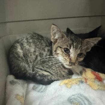 Booth 2194 -  Domestic Short Hair Cat for Adoption in Columbus, Georgia - Booth 2194 | PetCurious