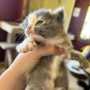 Papaya -  Domestic Medium Hair Cat for Adoption in Durango, Colorado - Papaya | PetCurious