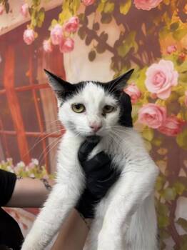 LEAH -  Domestic Short Hair Cat for Adoption in San Bernardino, California - LEAH | PetCurious
