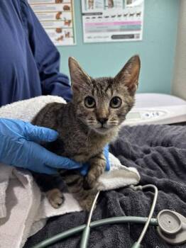 Penske -  Domestic Short Hair Cat for Adoption in Sherwood, Oregon - Penske | PetCurious