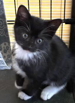 Rescue Domestic Medium Hair Cats for Adoption in Great Neck, New York - Tandoori | PetCurious