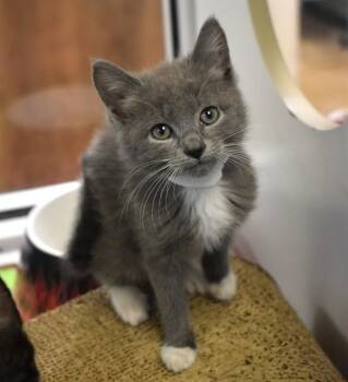 WINNEBAGO -  Domestic Short Hair Cat for Adoption in Sarasota, Florida - WINNEBAGO | PetCurious