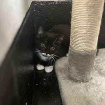 Domestic Short Hair Cats Available for Adoption in Gadsden, Alabama - Kiki Kaboodle | PetCurious