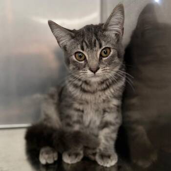 Jam -  Domestic Short Hair Cat for Adoption in Columbus, Ohio - Jam | PetCurious