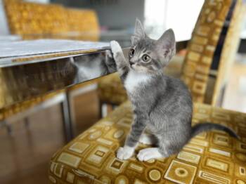 Rescue Domestic Short Hair Cats for Adoption in Los Angeles, California - Feliz | PetCurious
