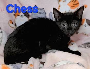 Rescue Domestic Short Hair Cats for Adoption in Macon, Georgia - Chess | PetCurious