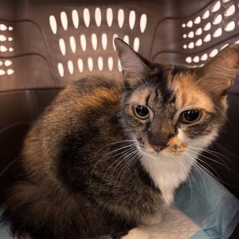 Sheila -  Domestic Short Hair Cat for Adoption in West Palm Beach, Florida - Sheila | PetCurious