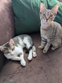 Rescue Domestic Short Hair Cats for Adoption in Mokena, Illinois - Honey Pie And Cutie Pie | PetCurious