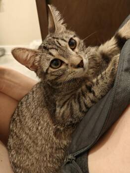 Domestic Short Hair Cats Available for Adoption in Chicago, Illinois - Powerline (Fka Eddie) | PetCurious