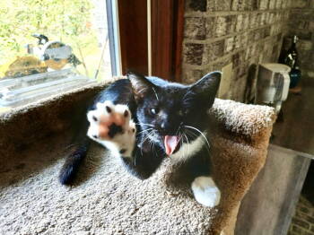 Rescue Domestic Short Hair Cats for Adoption in Camden, South Carolina - Penny (Available For Pre-adoption) | PetCurious