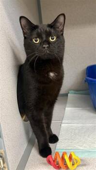 BREAD PUDDING -  Domestic Short Hair Cat for Adoption in Aliquippa, Pennsylvania - BREAD PUDDING | PetCurious