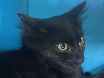 RUBY -  Domestic Long Hair Cat for Adoption in Auburn, California - RUBY | PetCurious