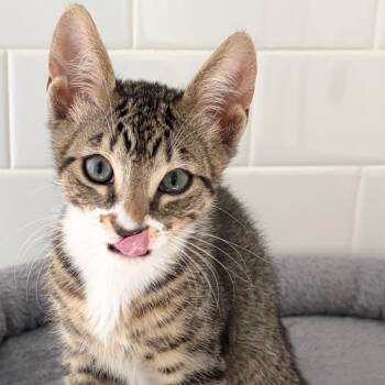 Georgie -  Domestic Short Hair Cat for Adoption in Miami, Florida - Georgie | PetCurious