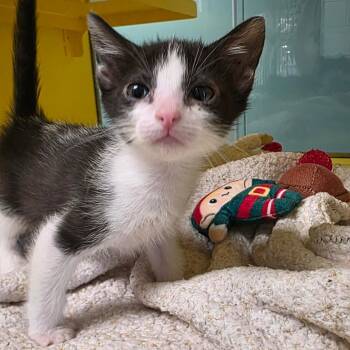 Granite -  Domestic Short Hair Cat for Adoption in Abilene, Texas - Granite | PetCurious