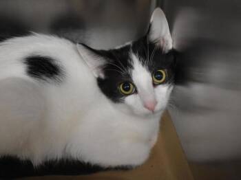 Monochromatic -  Domestic Short Hair Cat for Adoption in Portland, Oregon - Monochromatic | PetCurious