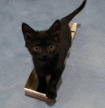 Domestic Short Hair Cats Available for Adoption in Tucson, Arizona - Paradox | PetCurious