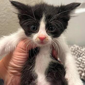 Jacob Marley -  Domestic Short Hair Cat for Adoption in Nampa, Idaho - Jacob Marley | PetCurious